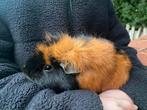 Cavia mannetje, Dieren en Toebehoren, Knaagdieren, Cavia, Mannelijk, Tam, Oktober