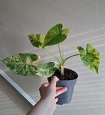 Alocasia Gageana Aurea Variegata, Ophalen of Verzenden, Overige soorten, Minder dan 100 cm