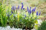 Veronicastrum ereprijs tuinplanten, Ophalen of Verzenden, Overige soorten, Halfschaduw