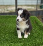Te koop super mooie Mini Australian Sherperd pups, Nederland, CDV (hondenziekte), 8 tot 15 weken, Meerdere