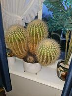 Cactus / Cactussen groot, Ophalen, Cactus, Minder dan 100 cm