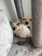 Brits x ragdoll 1 meisje over 03-07–2025, Dieren en Toebehoren, Katten en Kittens | Raskatten | Langhaar, Poes, Ontwormd