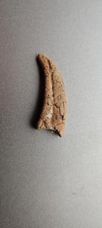 Mooie klauw theropode kem kem, Ophalen of Verzenden, Fossiel