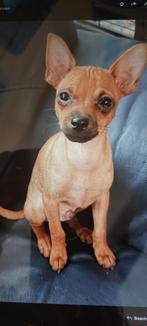 schattige Chihuahua pups, Dieren en Toebehoren, Honden | Chihuahua's en Gezelschapshonden, Rabiës (hondsdolheid), Reu, 8 tot 15 weken