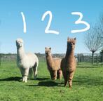 3 jonge alpaca merries (2 drachtig) te koop, Dieren en Toebehoren, Juli, Meerdere dieren