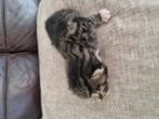 Korthaar Europese korthaar, Dieren en Toebehoren, Katten en Kittens | Overige Katten, Geslacht onbekend, Kortharig