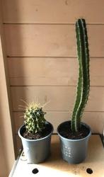 cactus, Cactus, Minder dan 100 cm, Volle zon, Ophalen