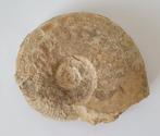 Ammoniet fossiel 11x10cm Zuid Frankrijk, Ophalen of Verzenden, Fossiel