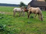 Te koop 2 pony,s met veulen, Dieren en Toebehoren, Hengst, Minder dan 160 cm, 0 tot 2 jaar