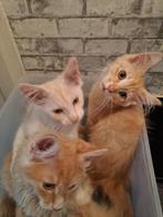Maine coon kittens, Dieren en Toebehoren, Katten en Kittens | Raskatten | Langhaar, Meerdere dieren, Gechipt, 0 tot 2 jaar