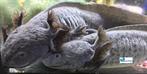 Axolotl Melanoid "Adult", Dieren en Toebehoren, Reptielen en Amfibieën, Amfibie, Tam, 0 tot 2 jaar
