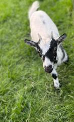 Jonge geit, Dieren en Toebehoren, Vrouwelijk, Geit