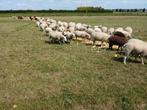 GEVRAAGD WEIDELAMMEREN EN SCHAPEN., Dieren en Toebehoren, Schapen, Geiten en Varkens, Schaap