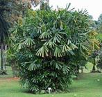 15 x Licuala spinosa, (Mangrove fan) palmboom zaden, Ophalen, Gehele jaar, Volle zon, Zaad