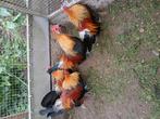 Hollandse kriel patrijs kleur, Dieren en Toebehoren, Pluimvee, Meerdere dieren, Kip