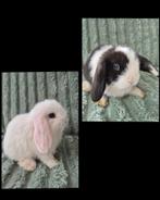 Koppeltje jonge NHD x Minilop konijntjes. Blauwoog., Dieren en Toebehoren, Konijnen, Meerdere dieren, Dwerg, Hangoor, 0 tot 2 jaar