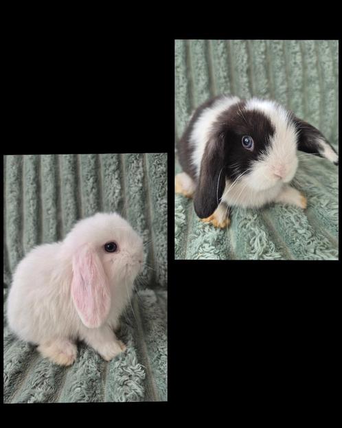 Koppeltje jonge NHD x Minilop konijntjes. Blauwoog., Dieren en Toebehoren, Konijnen, Dwerg, Meerdere dieren, 0 tot 2 jaar, Hangoor