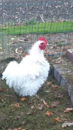 Krulveer haan.   Gratis., Dieren en Toebehoren, Pluimvee, Mannelijk, Kip
