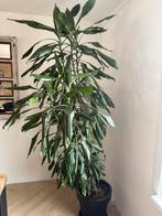 Mooie Dracaena inc pot, Huis en Inrichting, Ophalen, 200 cm of meer, Volledige schaduw, In pot