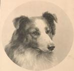 fr 1910 portret hond schotse herdershond Collie Vienne krt, Overige thema's, Ongelopen, Voor 1920, Verzenden