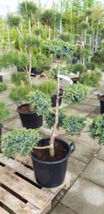 juniperus Blue Alps bonsai vormsnoei 150 cm hoog, Tuin en Terras, In pot, Overige soorten, Volle zon, Bloeit niet