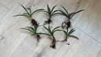 Sansevieria Cylindrica stekjes – Sterke kamerplant, Vetplant, Minder dan 100 cm, Groene kamerplant, Halfschaduw