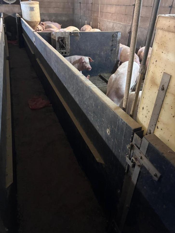 Paneltim hokinrichting vleesvarkens [780], Dieren en Toebehoren, Stalling en Weidegang