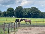 Aangeboden paddock plekje, 1 paard of pony, Stalling