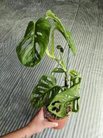 Monstera Adansonii (Monkey Leaf), Huis en Inrichting, Kamerplanten, Ophalen of Verzenden, Overige soorten, Minder dan 100 cm