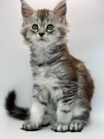 Maine coon Kittens met stamboom, Dieren en Toebehoren, Katten en Kittens | Raskatten | Langhaar, Meerdere dieren, Gechipt, 0 tot 2 jaar
