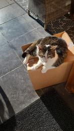 Wie heeft onze Mickey gezien!