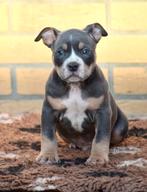 ️ ❤️prachtige pocket American Bully tricolor pups❤️, Dieren en Toebehoren, Overige rassen, 8 tot 15 weken, Meerdere, Meerdere dieren