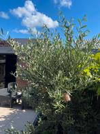 Olijfboom, Tuin en Terras, Planten | Bomen, 100 tot 250 cm, Olijfboom, Zomer, Ophalen