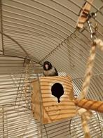 Agapornis papegaai met kooi te koop., Dieren en Toebehoren, Ophalen, Zo goed als nieuw, Metaal, Vogelkooi