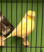 Gloster Corona Man - Kanaries, Mannelijk