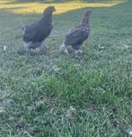 1 brahma geparelde zwart/wit haan + 1 meerzomig patrijs hen, Dieren en Toebehoren, Pluimvee, Meerdere dieren, Kip