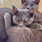 Prachtige Britse Korthaar, raszuiver, ingeënt., Dieren en Toebehoren, Katten en Kittens | Raskatten | Korthaar, Poes, Gechipt