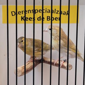 Koppel Europese sijzen bruin pastel  beschikbaar voor biedingen