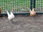 2 sebright hennetjes, Dieren en Toebehoren, Pluimvee, Vrouwelijk, Kip