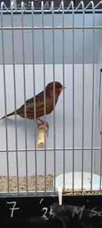 Kanarie man, Dieren en Toebehoren, Vogels | Kanaries, Mannelijk, Kleurkanarie