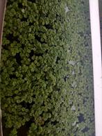 De Salvinia Natans, vlotvaren, aquarium plant, Dieren en Toebehoren, Ophalen, Nieuw, Plant(en), Steen of Hout