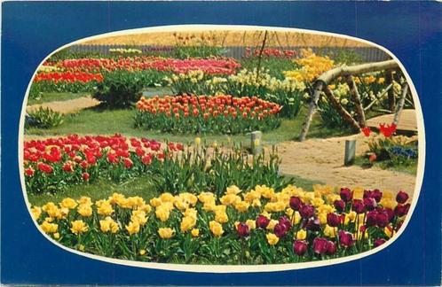 (300-029-009) Nederland Holland in bloementooi, Verzamelen, Ansichtkaarten | Nederland, Zuid-Holland, Verzenden