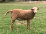 Nolana ramlammeren, Dieren en Toebehoren, Schapen, Geiten en Varkens, Mannelijk, Schaap