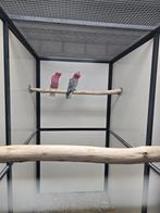 Rose kakatoe, Meerdere dieren, Parkiet