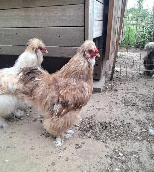 Usa zijdehoen choco motteld haan, Dieren en Toebehoren, Pluimvee, Kip, Mannelijk