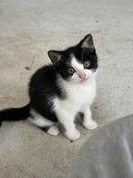 Leuke kittens, Meerdere dieren, Kortharig, 0 tot 2 jaar