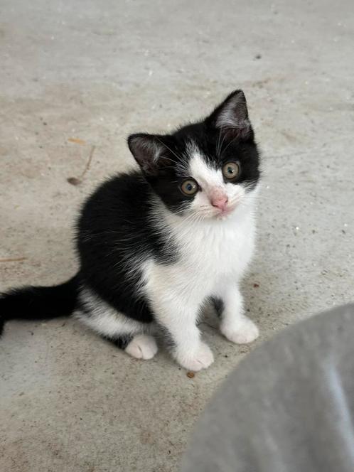 Leuke kittens, Dieren en Toebehoren, Katten en Kittens | Overige Katten, Kortharig, Meerdere dieren, 0 tot 2 jaar