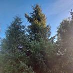 Grote kerstboom ruim 4 meter, Tuin en Terras, Ophalen of Verzenden, Volle zon, Overige soorten
