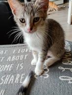 Mooie kittens te koop aangeboden, Meerdere dieren