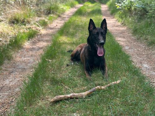 Mechelse herder 4 jr teef, Dieren en Toebehoren, Honden | Herdershonden en Veedrijvers, Teef, Herder, Particulier, Eén hond, Nederland